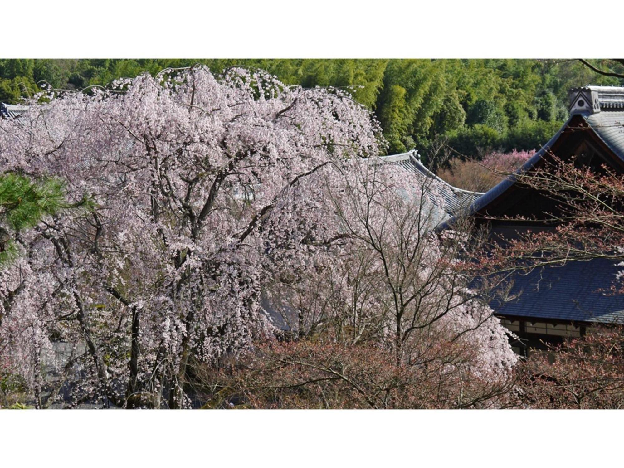Hotel River Side Arashiyama - Vacation 86277v *